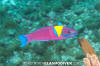 Cortez Rainbow Wrasse