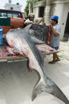 Transporting a dead tiger shark