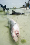 Dead Tiger Shark picture 006