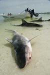 Dead Tger Shark pcture 010