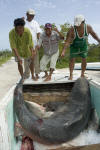 Transporting a dead tiger shark