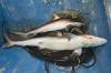 Dead Pacific Sharpnose Shark