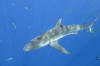 Dusky Shark icture 020