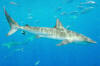 Dusky Shark picture 023