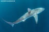 Dusky Shark 