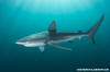 Dusky Shark 