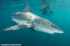 Dusky Shark 