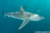 Dusky Shark 