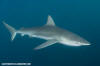 Dusky Shark 