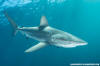 Dusky Shark 