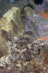 Dwarf Ornate Wobbegong Picture