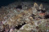 Ornate Wobbegong image