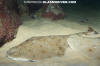 Eastern Australian Angel Shark