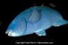 Eastern Blue Groper