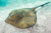 Eastern Cowtail Stingray