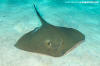 Eastern Cowtail Stingray