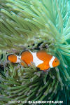 False Clown Anemonefish