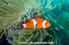 False Clown Anemonefish