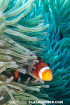 False Clown Anemonefish