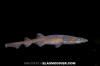 Filetail Catshark