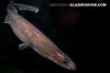 Filetail Catshark