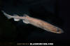 Filetail Catshark