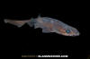 Filetail Catshark