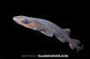 Filetail Catshark