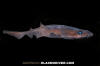 Filetail Catshark