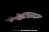 Filetail Catshark