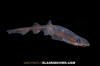 Filetail Catshark