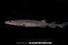 Filetail Catshark