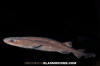 Filetail Catshark