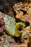 Fimbriated Moray