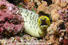 Fimbriated Moray