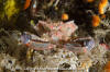 Foliate Kelp Crab