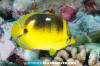 Fourspot Butterflyfish