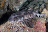 Galapagos Bullhead Shark. Heterodontus quoyi.