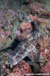 Galapagos Bullhead Shark. Heterodontus quoyi.