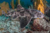 Galapagos Bullhead Shark. Heterodontus quoyi.