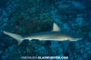 Galapagos Shark