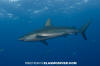 Galapagos Shark