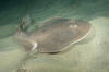 Giant Electric Ray