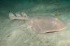 Giant Electric Ray