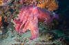 Giant Cuttlefish