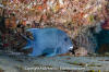 Giant Damselfish