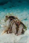 Giant Hermit Crab