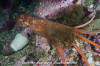 Giant Pacific Octopus