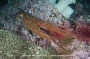 Giant Pacific Octopus