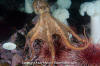 Giant Pacific Octopus